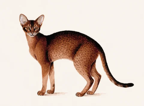 Illustrasjon av katterasen abyssiner