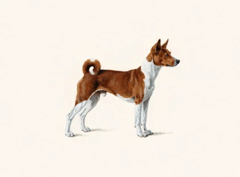 Illustrasjon av hunderasen basenji