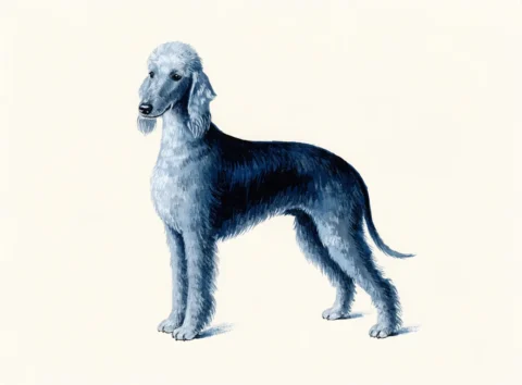 Illustrasjon av hunderasen bedlington terrier