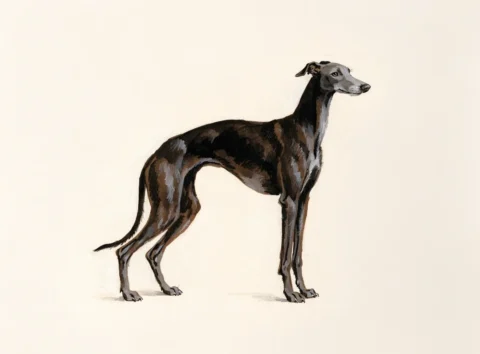 Illustrasjon av hunderasen greyhound