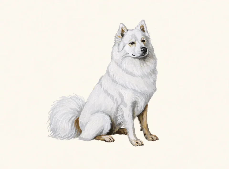 Illustrasjon av hunderasen japansk spisshund