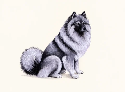 Illustrasjon av hunderasen keeshond