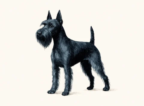 Illustrasjon av hunderasen skotsk terrier